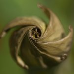 фибоначчи спираль цветок