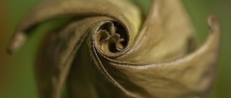 fibonacci spiral flower